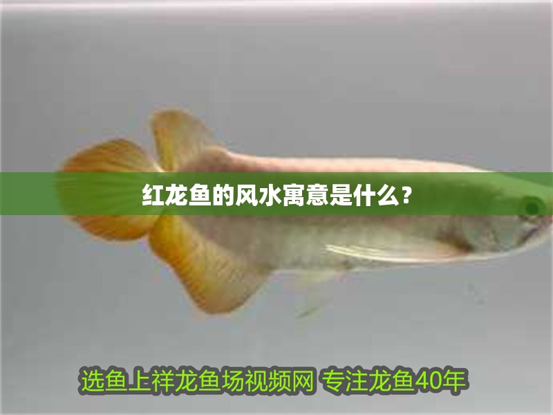 紅龍魚的風水寓意是什么？