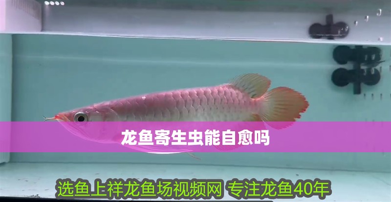 龍魚寄生蟲能自愈嗎