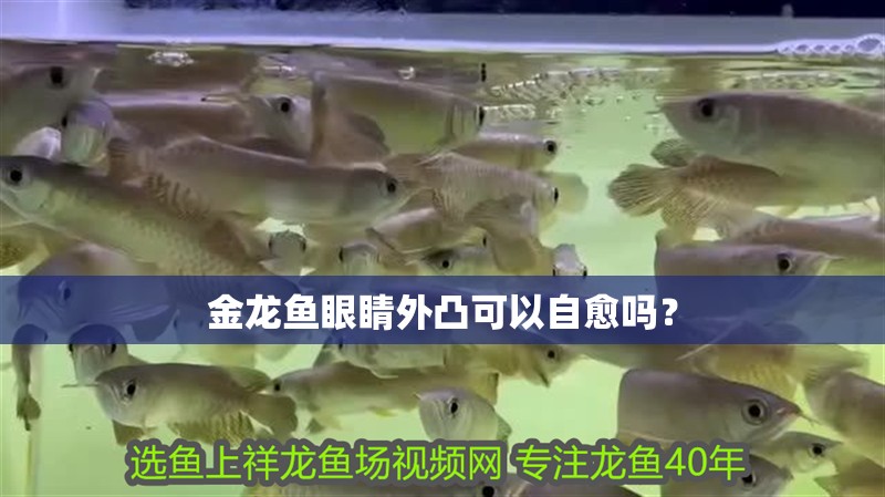 金龍魚眼睛外凸可以自愈嗎？