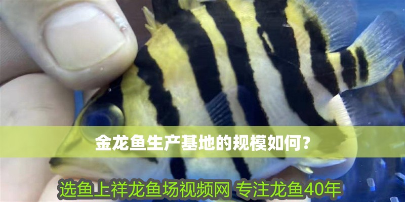 金龍魚生產(chǎn)基地的規(guī)模如何？