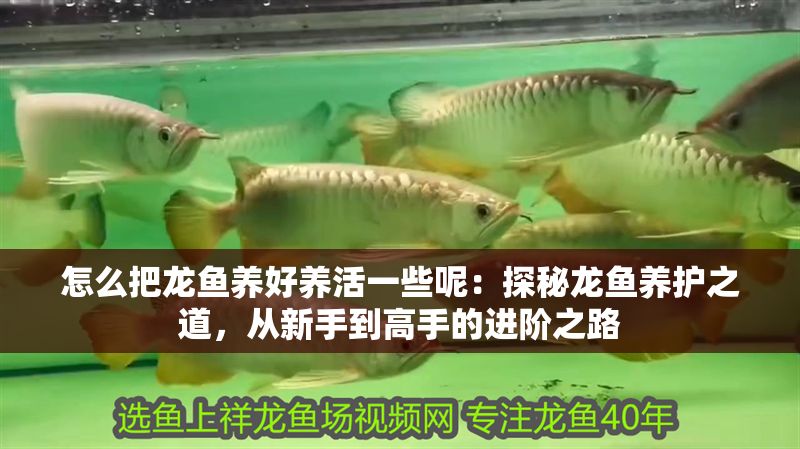 怎么把龍魚養好養活一些呢：探秘龍魚養護之道，從新手到高手的進階之路