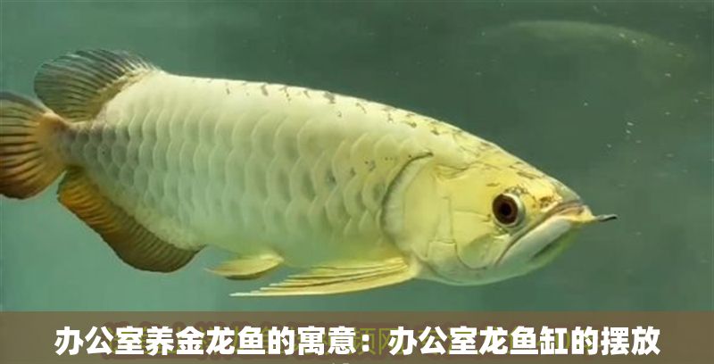 辦公室養金龍魚的寓意：辦公室龍魚缸的擺放位置