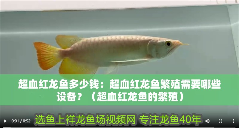 超血紅龍魚多少錢：超血紅龍魚繁殖需要哪些設備？（超血紅龍魚的繁殖）