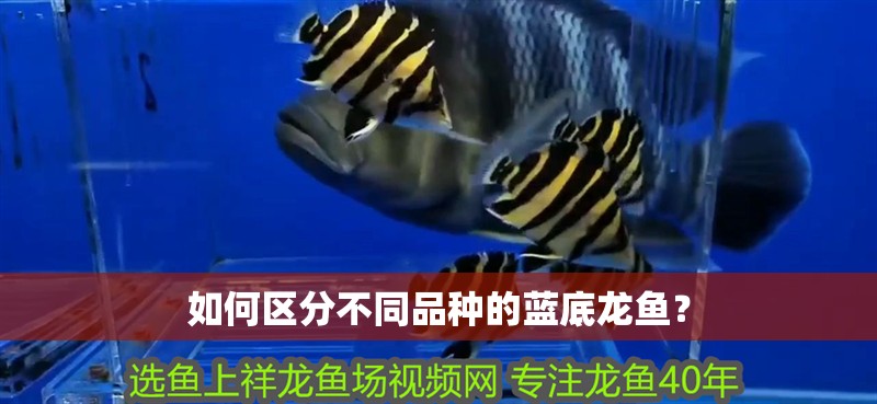如何區分不同品種的藍底龍魚？