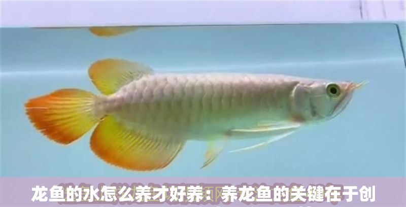 龍魚的水怎么養才好養：養龍魚的關鍵在于創造出一個適合龍魚生存的環境