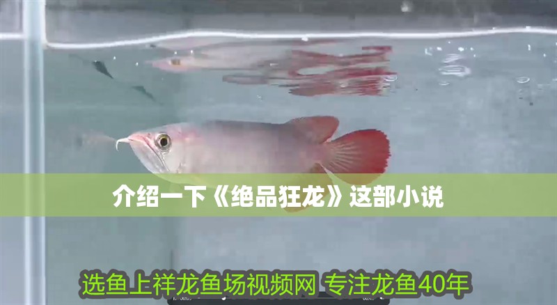 介紹一下《絕品狂龍》這部小說