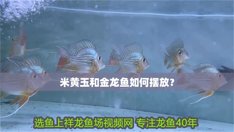 米黃玉和金龍魚如何擺放？
