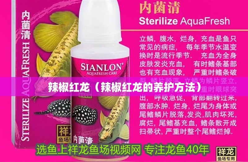 辣椒紅龍（辣椒紅龍的養護方法）