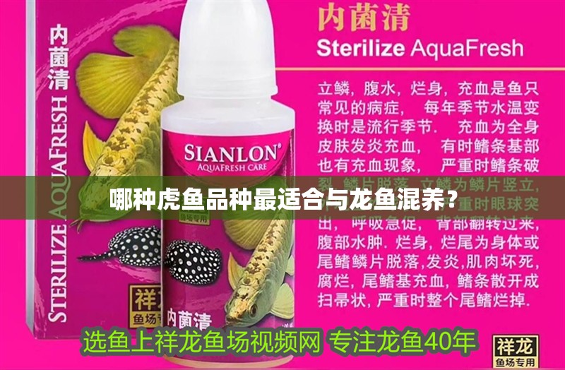 哪種虎魚品種最適合與龍魚混養？