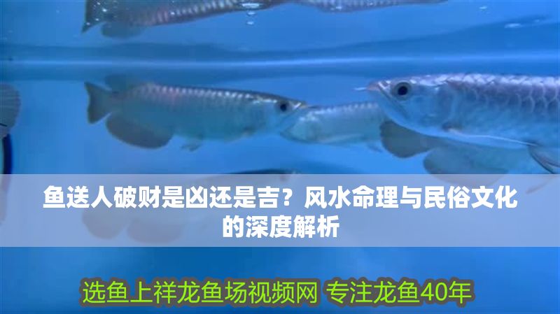 魚送人破財(cái)是兇還是吉？風(fēng)水命理與民俗文化的深度解析