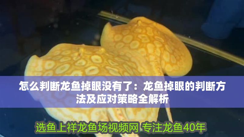 怎么判斷龍魚掉眼沒有了：龍魚掉眼的判斷方法及應對策略全解析