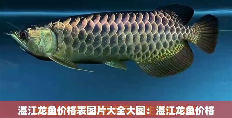 湛江龍魚價格表圖片大全大圖：湛江龍魚價格表圖片大全