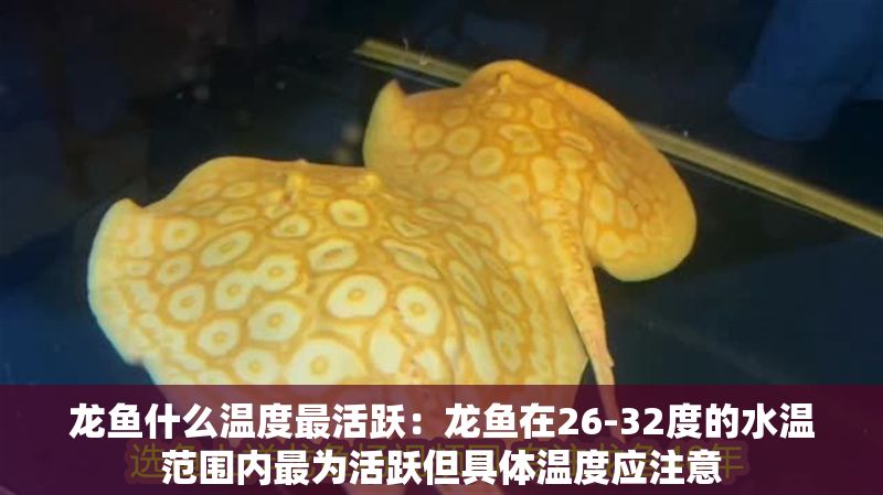 龍魚什么溫度最活躍：龍魚在26-32度的水溫范圍內最為活躍但具體溫度應注意
