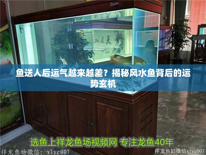 魚送人后運氣越來越差？揭秘風(fēng)水魚背后的運勢玄機(jī)