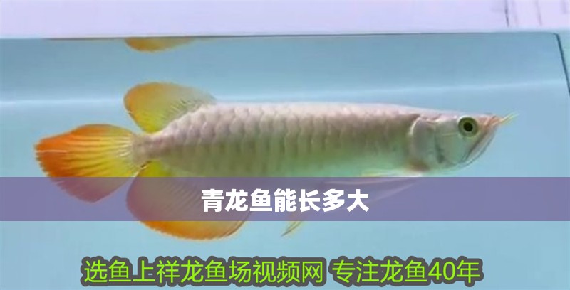 青龍魚能長多大