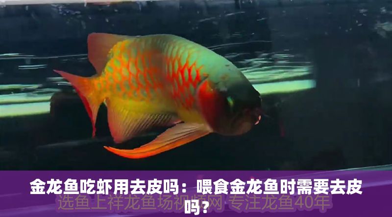 金龍魚吃蝦用去皮嗎：喂食金龍魚時需要去皮嗎？