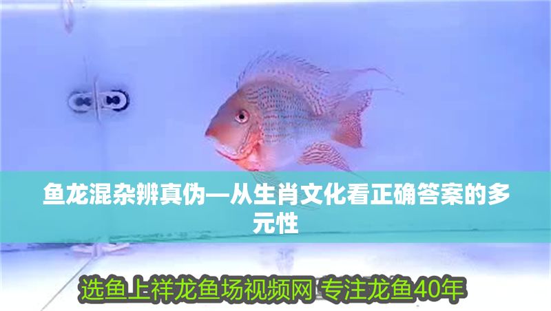 魚龍混雜辨真偽—從生肖文化看正確答案的多元性