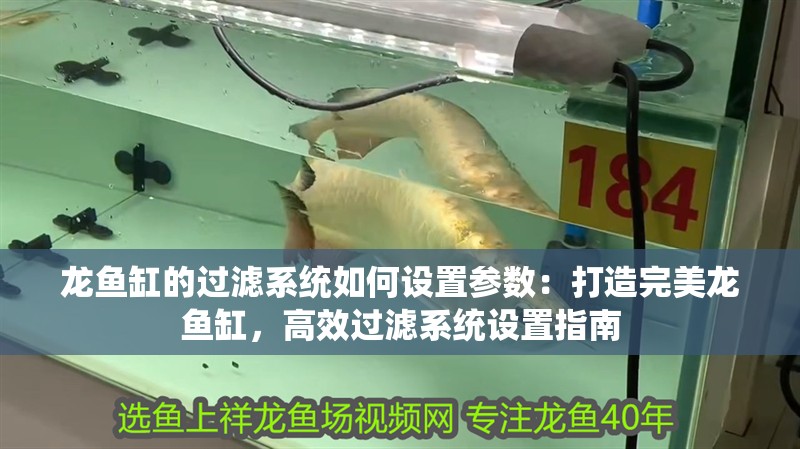 龍魚缸的過濾系統如何設置參數：打造完美龍魚缸，高效過濾系統設置指南