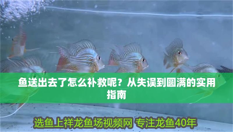 魚送出去了怎么補救呢？從失誤到圓滿的實用指南