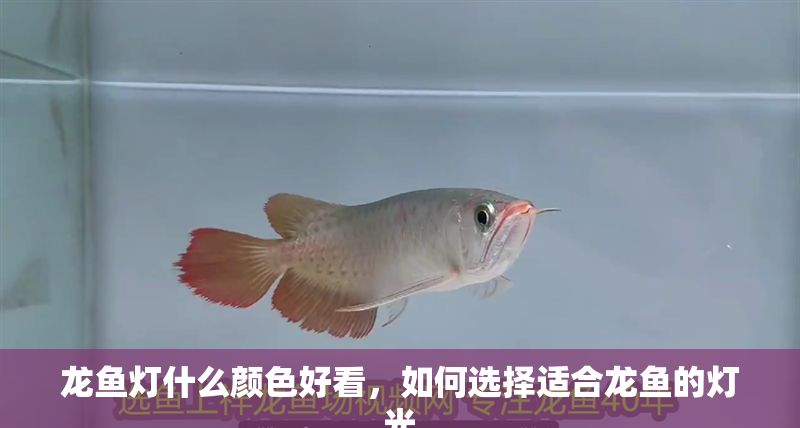 龍魚燈什么顏色好看，如何選擇適合龍魚的燈光