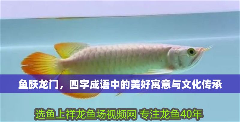 魚躍龍門，四字成語中的美好寓意與文化傳承