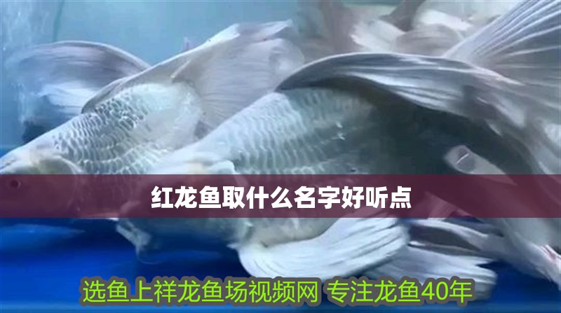 紅龍魚取什么名字好聽點