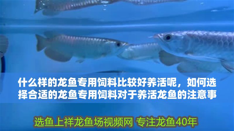 什么樣的龍魚專用飼料比較好養(yǎng)活呢，如何選擇合適的龍魚專用飼料對于養(yǎng)活龍魚的注意事項