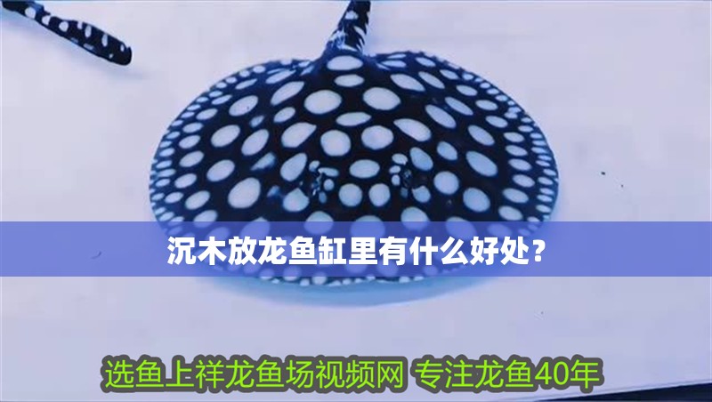沉木放龍魚缸里有什么好處？ 沉木放龍魚缸里有什么好處？ 龍魚百科
