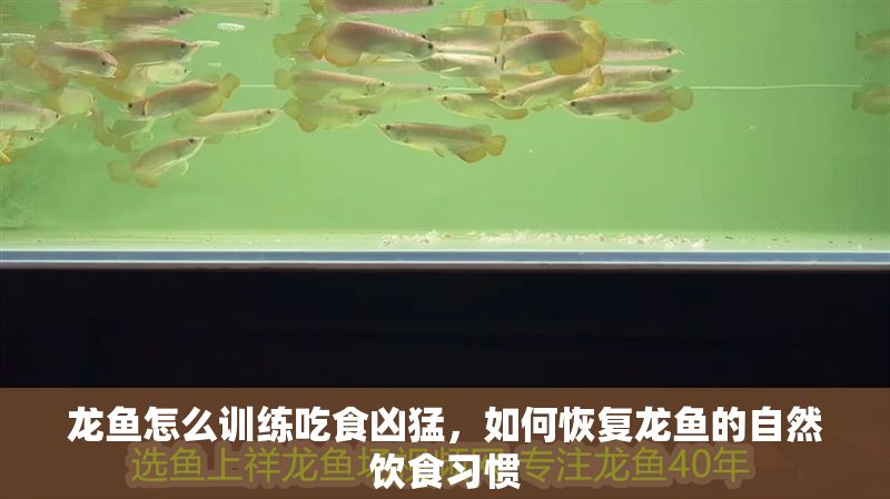 龍魚怎么訓(xùn)練吃食兇猛，如何恢復(fù)龍魚的自然飲食習(xí)慣