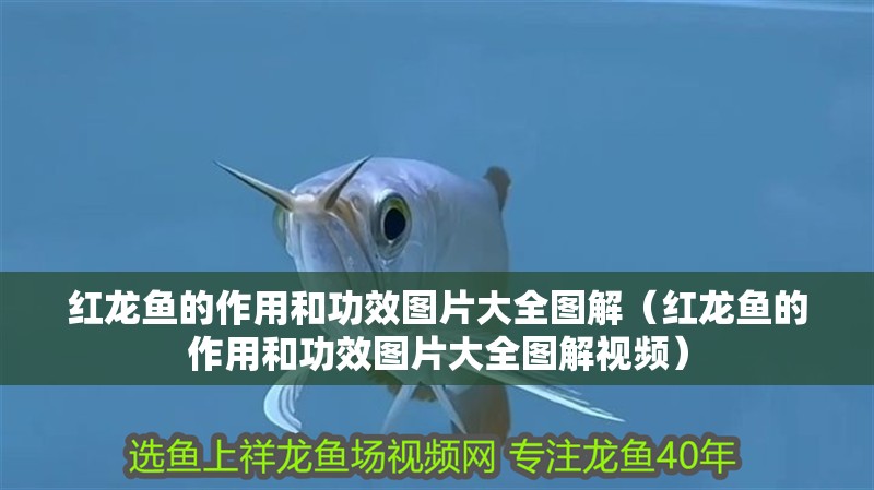 紅龍魚的作用和功效圖片大全圖解（紅龍魚的作用和功效圖片大全圖解視頻）