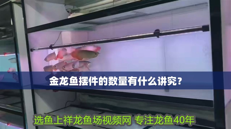 金龍魚擺件的數量有什么講究？
