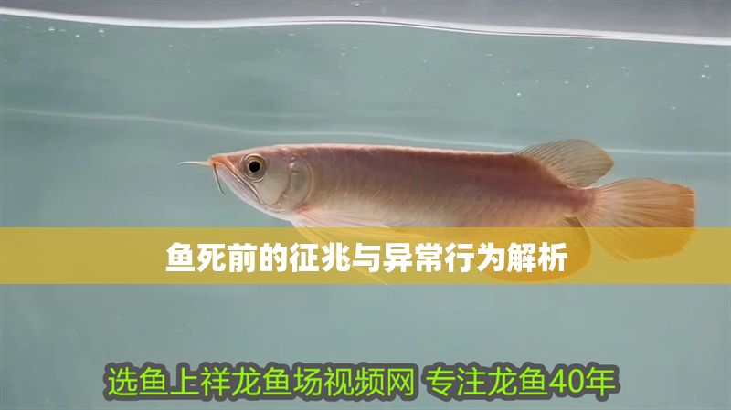 魚死前的征兆與異常行為解析