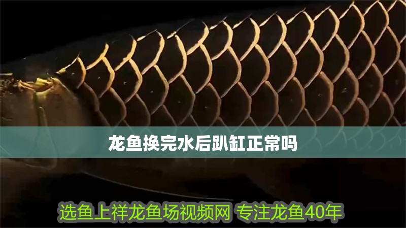 龍魚換完水后趴缸正常嗎