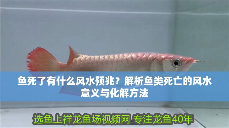 魚死了有什么風(fēng)水預(yù)兆？解析魚類死亡的風(fēng)水意義與化解方法