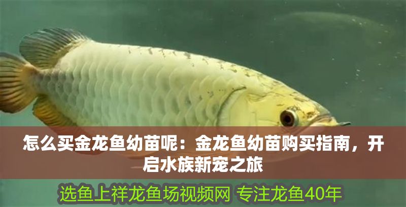 怎么買金龍魚幼苗呢：金龍魚幼苗購(gòu)買指南，開啟水族新寵之旅