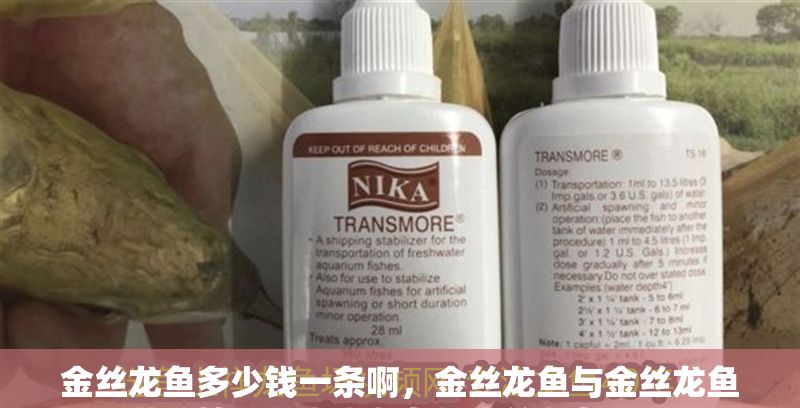 金絲龍魚多少錢一條啊，金絲龍魚與金絲龍魚養殖技巧分享金龍魚與金絲龍魚區別