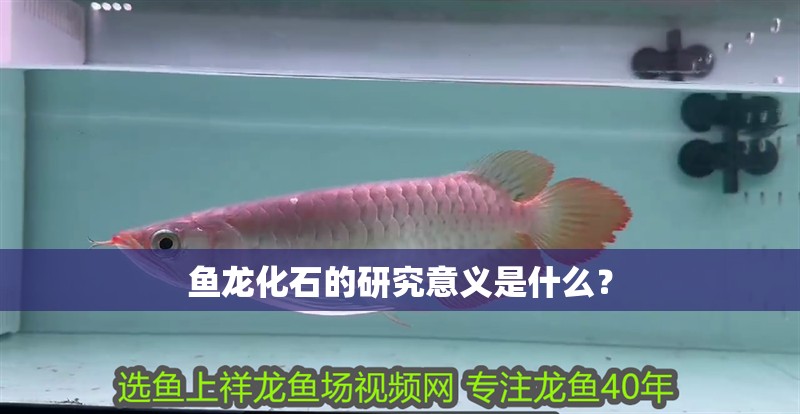 魚龍化石的研究意義是什么？