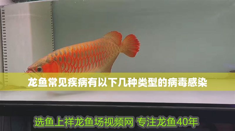 龍魚常見疾病有以下幾種類型的病毒感染 龍魚常見疾病有以下幾種類型的病毒感染 龍魚百科 第2張
