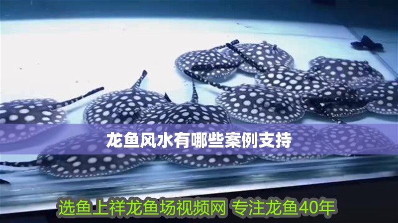 龍魚風水有哪些案例支持