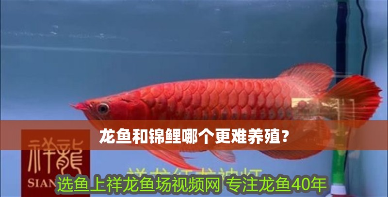 龍魚(yú)和錦鯉哪個(gè)更難養(yǎng)殖？