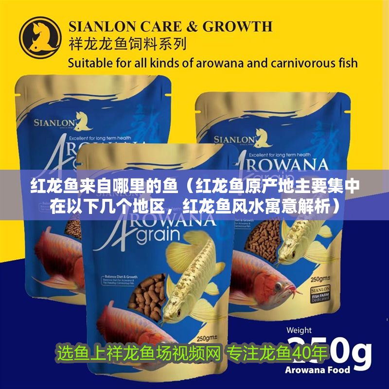 紅龍魚(yú)來(lái)自哪里的魚(yú)（紅龍魚(yú)原產(chǎn)地主要集中在以下幾個(gè)地區(qū)，紅龍魚(yú)風(fēng)水寓意解析）