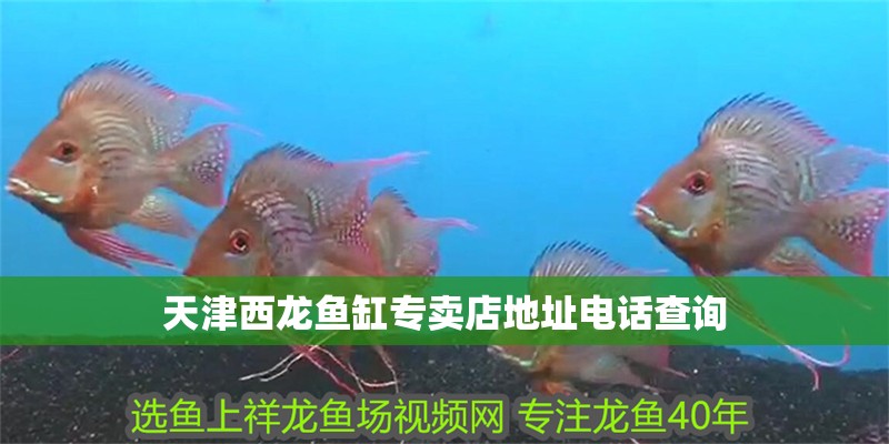 天津西龍魚缸專賣店地址電話查詢