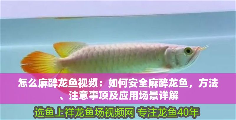 怎么麻醉龍魚視頻：如何安全麻醉龍魚，方法、注意事項及應用場景詳解