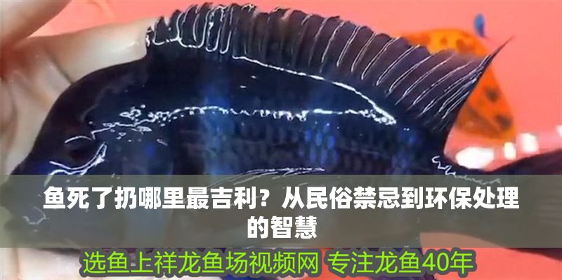 魚死了扔哪里最吉利？從民俗禁忌到環保處理的智慧