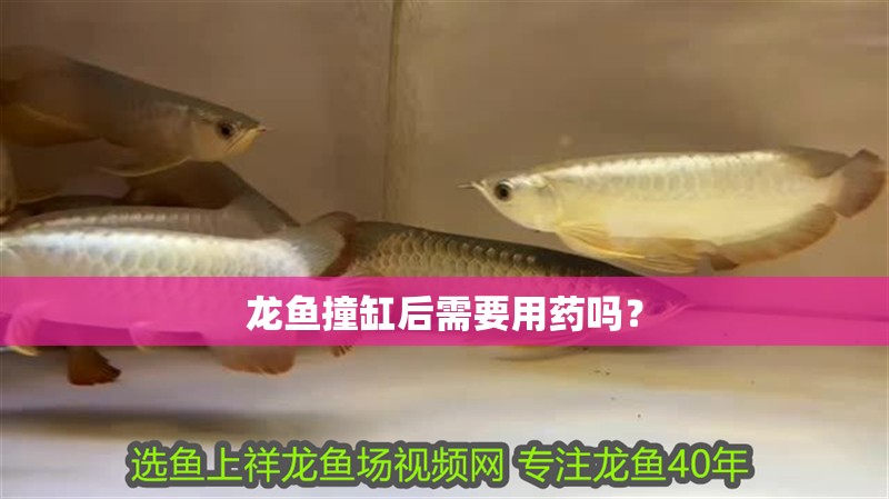 什么魚能和龍魚、虎魚混養(yǎng)(龍魚能和虎魚混養(yǎng)嗎) 龍魚撞缸后需要用藥嗎? 龍魚百科 龍魚撞缸后需要用藥嗎? 龍魚撞缸后需要用藥嗎? 龍魚百科