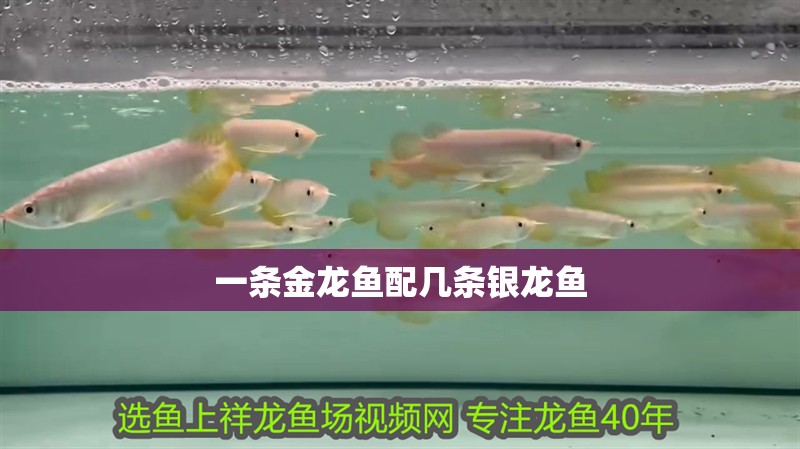 一條金龍魚配幾條銀龍魚