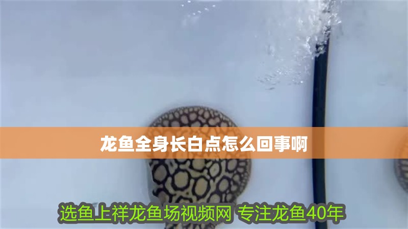 龍魚(yú)全身長(zhǎng)白點(diǎn)怎么回事啊