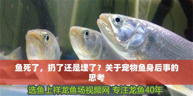 魚死了,扔了還是埋了?關于寵物魚身后事的思考 龍魚百科 第1張 魚死了,扔了還是埋了?關于寵物魚身后事的思考 魚死了,扔了還是埋了?關于寵物魚身后事的思考 龍魚百科 第1張