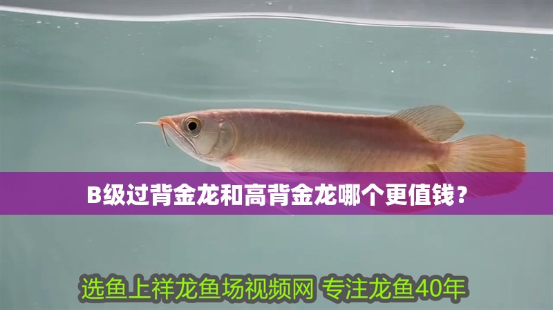 B級過背金龍和高背金龍哪個更值錢？