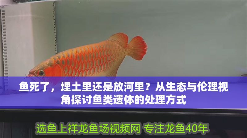 魚死了，埋土里還是放河里？從生態與倫理視角探討魚類遺體的處理方式